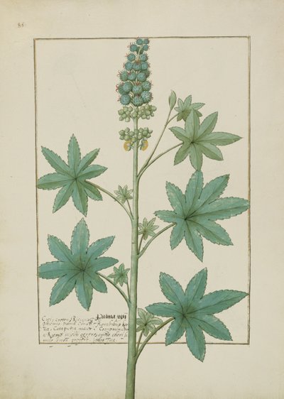 Illustration from the Book of Simple Medicines by Mattheaus Platearius by Robinet Testard